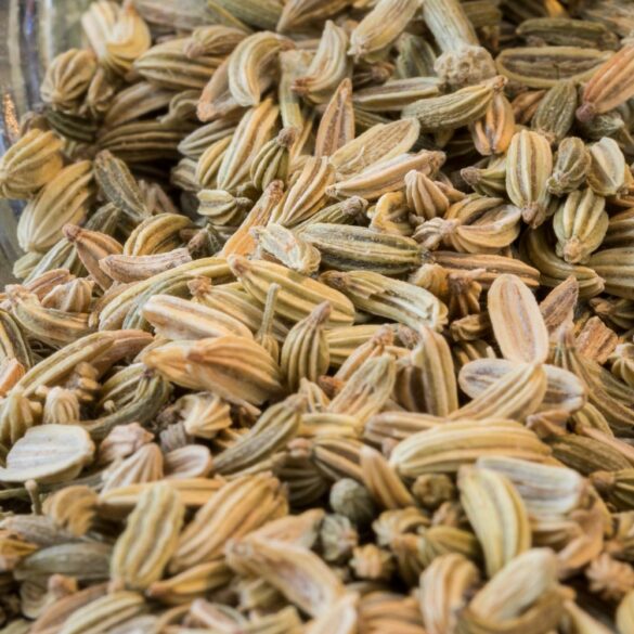 Tout Savoir sur le Fenouil