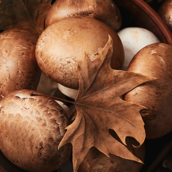 Champignons Comestibles Le Guide Complet