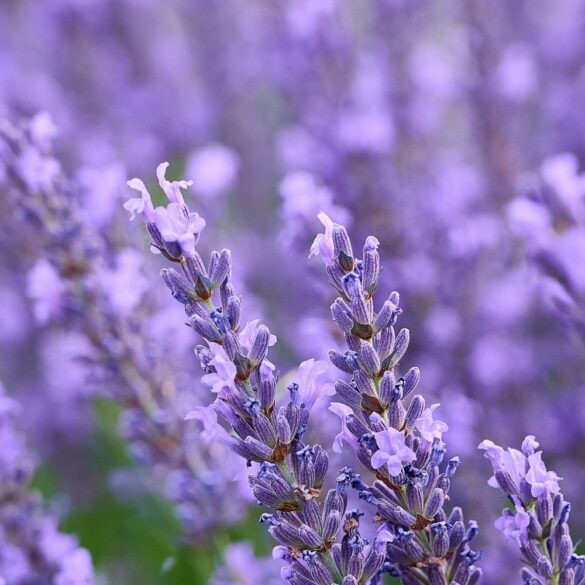 Comment utiliser la lavande en cuisine