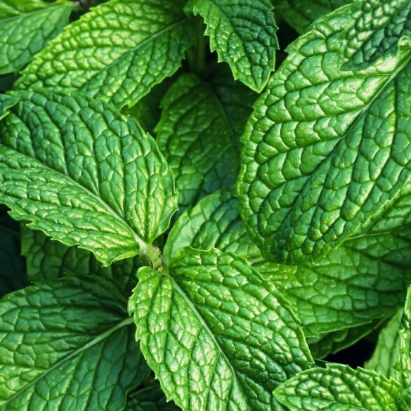 Comment utiliser la menthe en cuisine