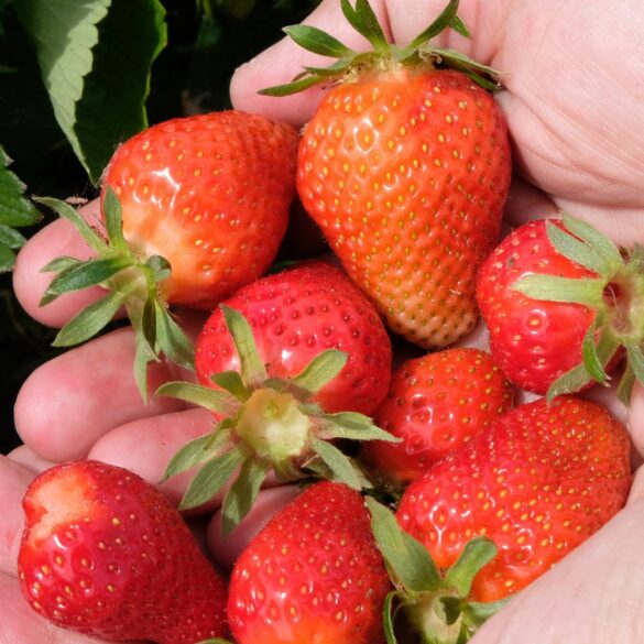 Fraise Tout Savoir sur le Fruit de Saison et ses Variétés