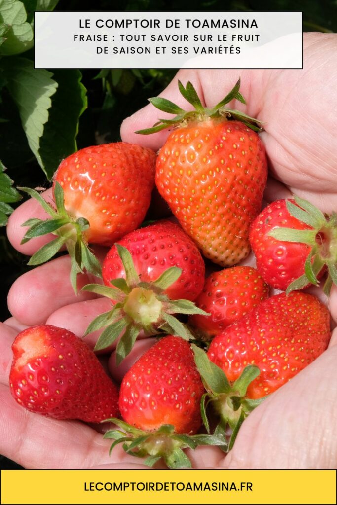 Fraises de saison bien mûres pour un smoothie parfumé