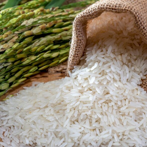 Tout savoir sur le monde du riz