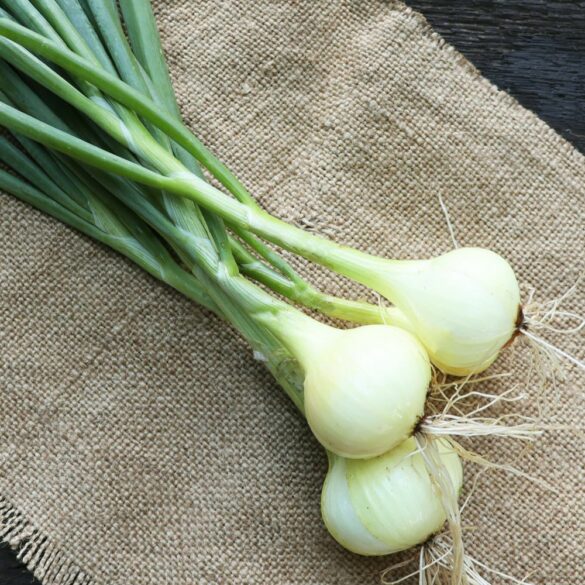 Oignon vert, ciboulette, ciboule, oignon quelle différence