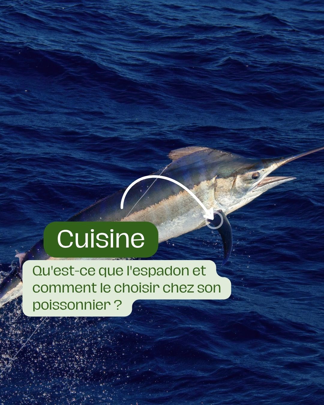 Qu'est-ce que l'espadon et comment le choisir chez son poissonnier