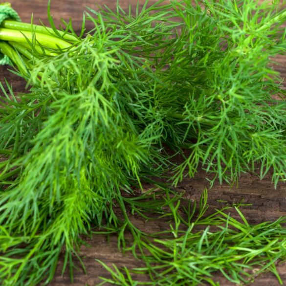 Recettes pour utiliser l'aneth en cuisine