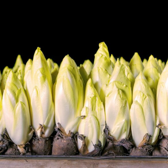 Comment préparer et cuisiner l'endive sans amertume