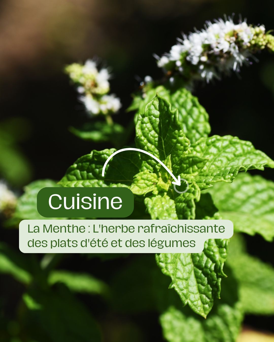 La Menthe L'herbe rafraîchissante des plats d'été et des légumes