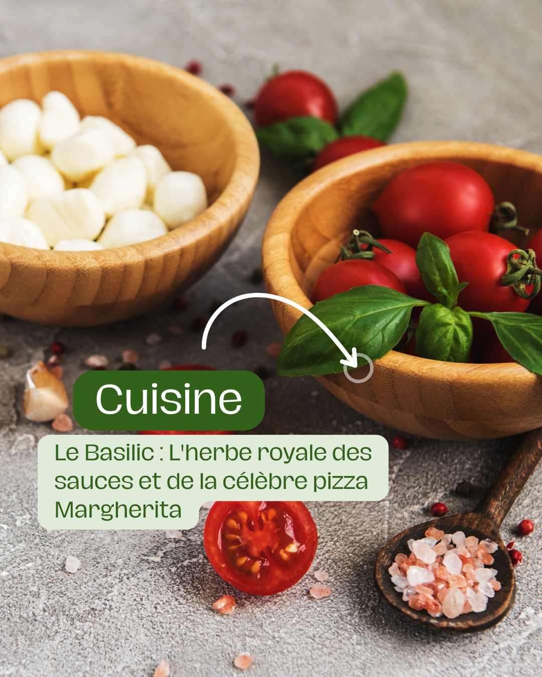 Le Basilic L'herbe royale des sauces et de la célèbre pizza Margherita