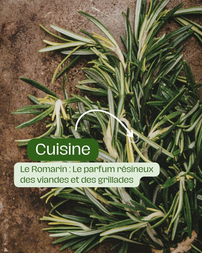 Le romarin, parfum résineux idéal pour les viandes et les grillades