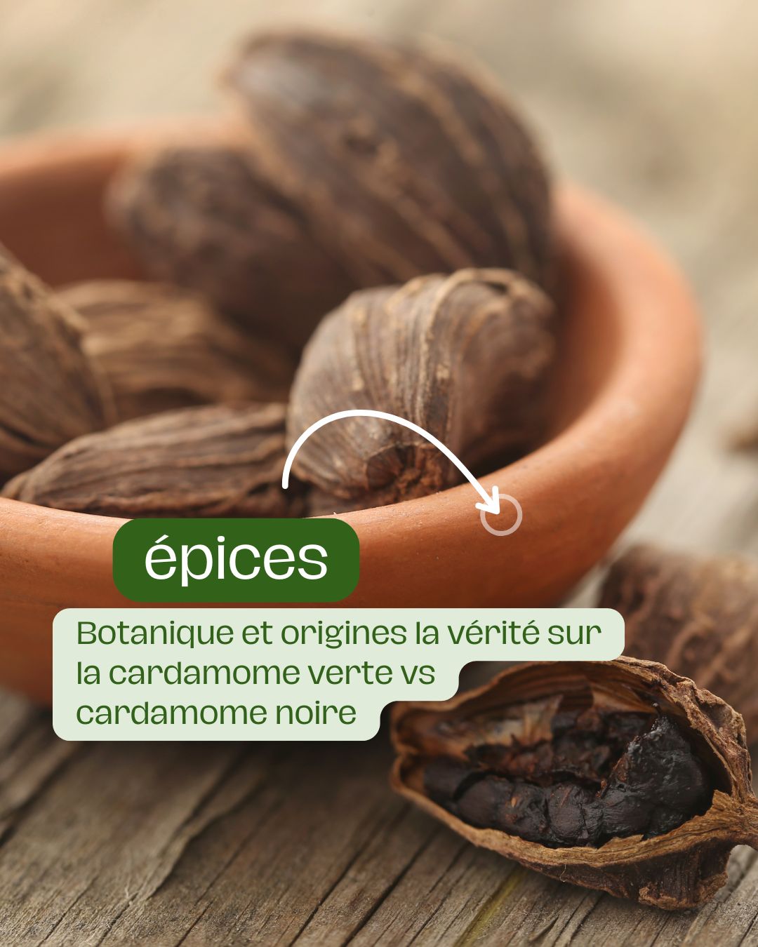 Botanique et origines la vérité sur la cardamome verte vs cardamome noire