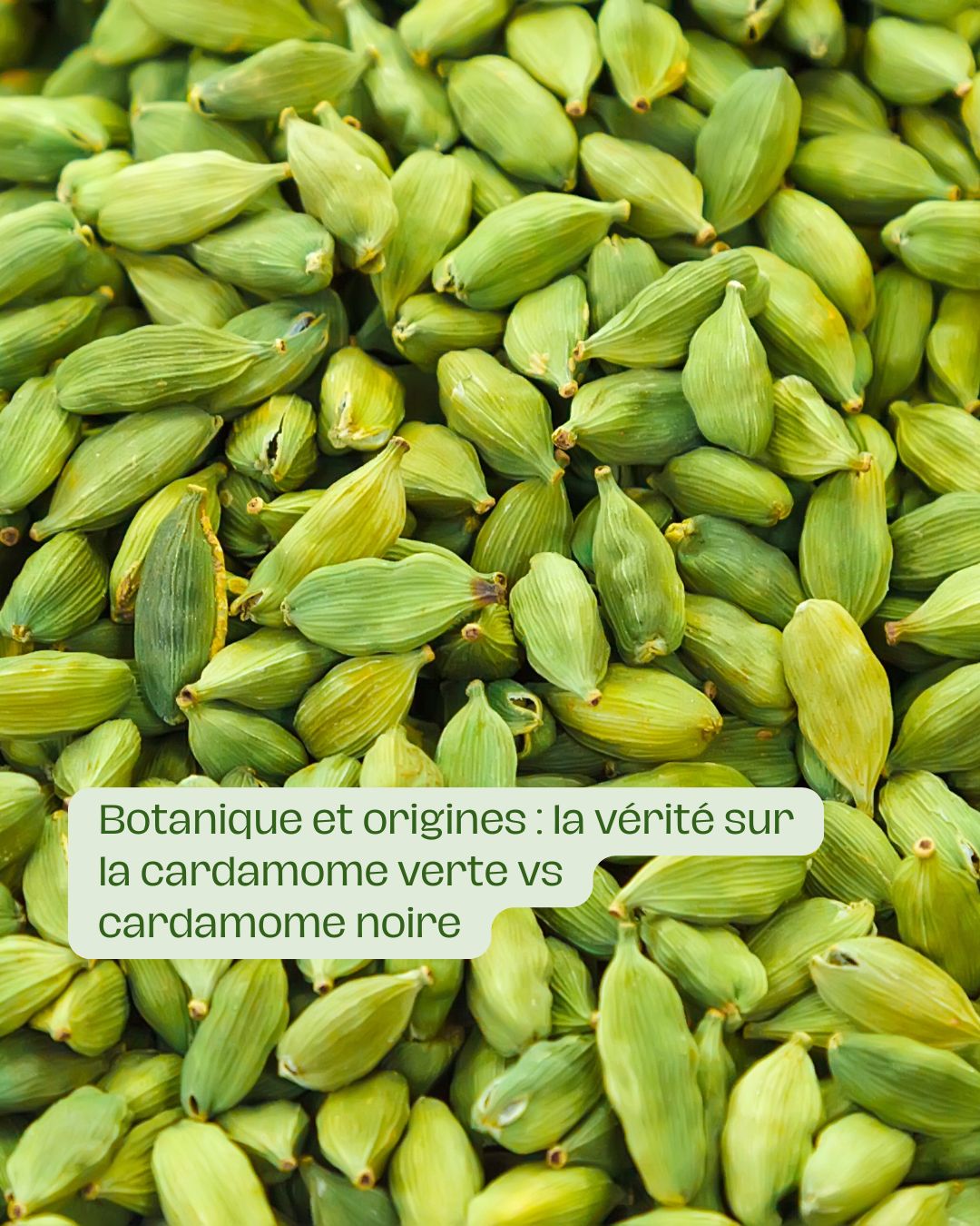 Botanique et origines la vérité sur la cardamome verte vs cardamome noire