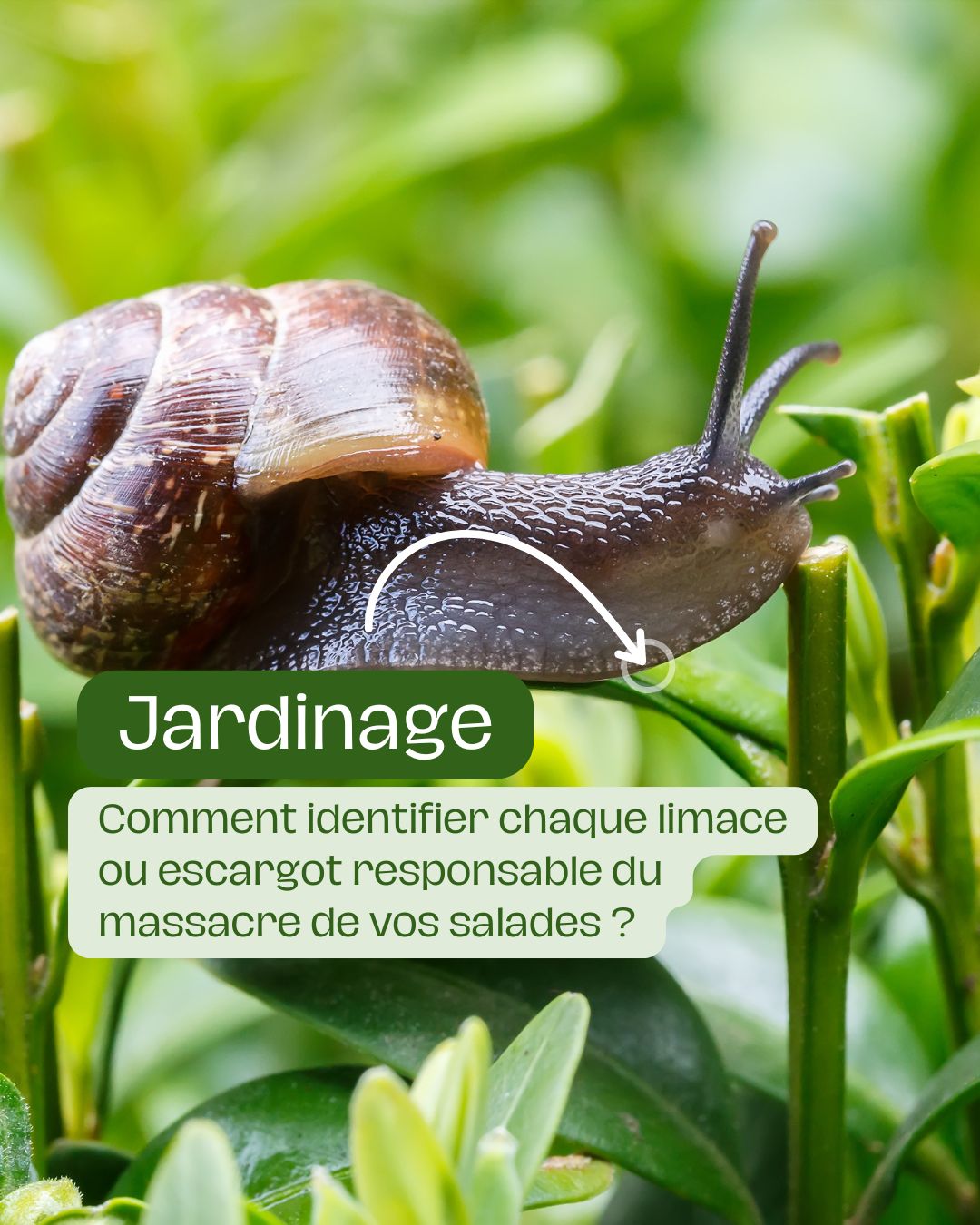 Comment identifier chaque limace ou escargot responsable du massacre de vos salades