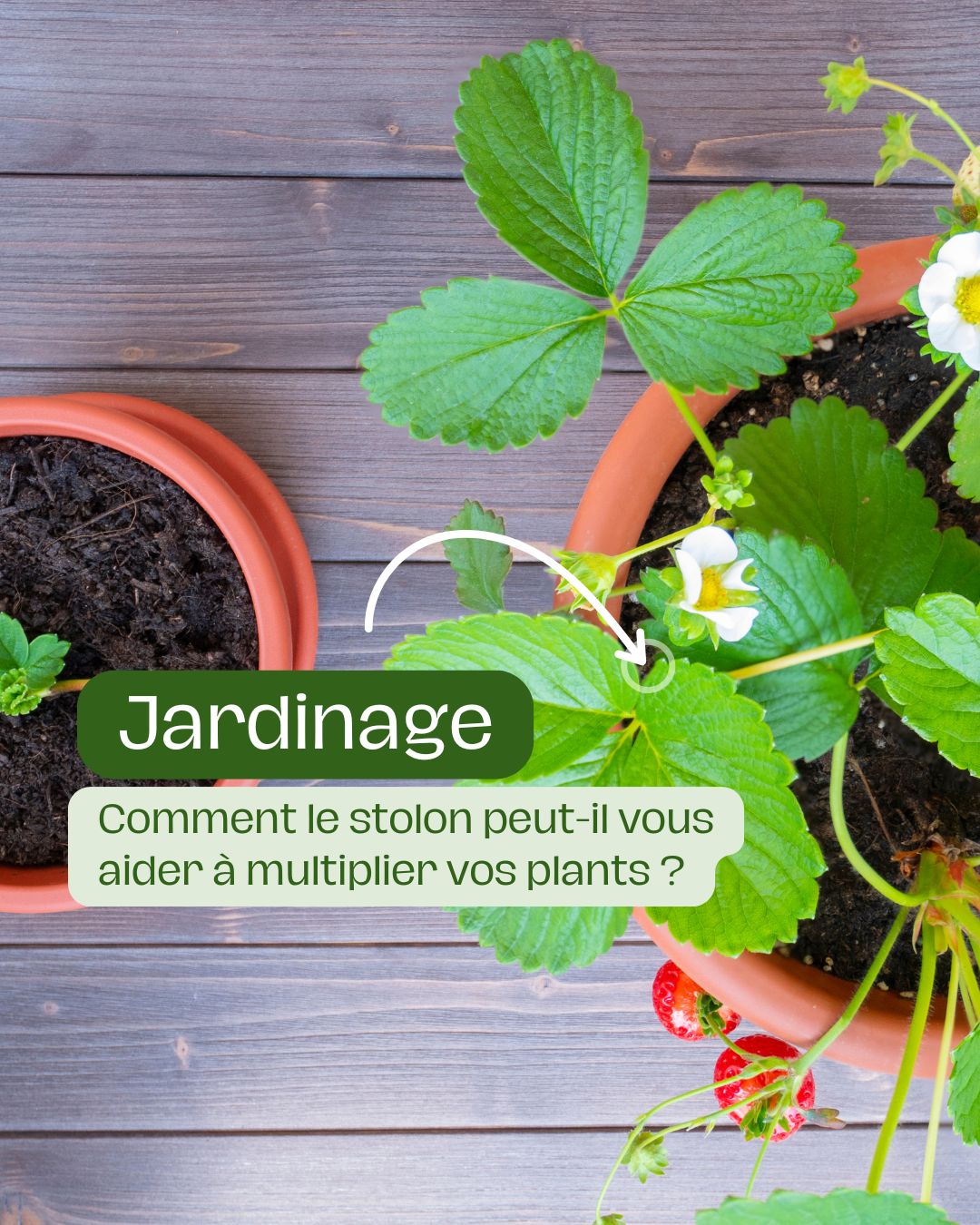 Comment le stolon peut-il vous aider à multiplier vos plants 