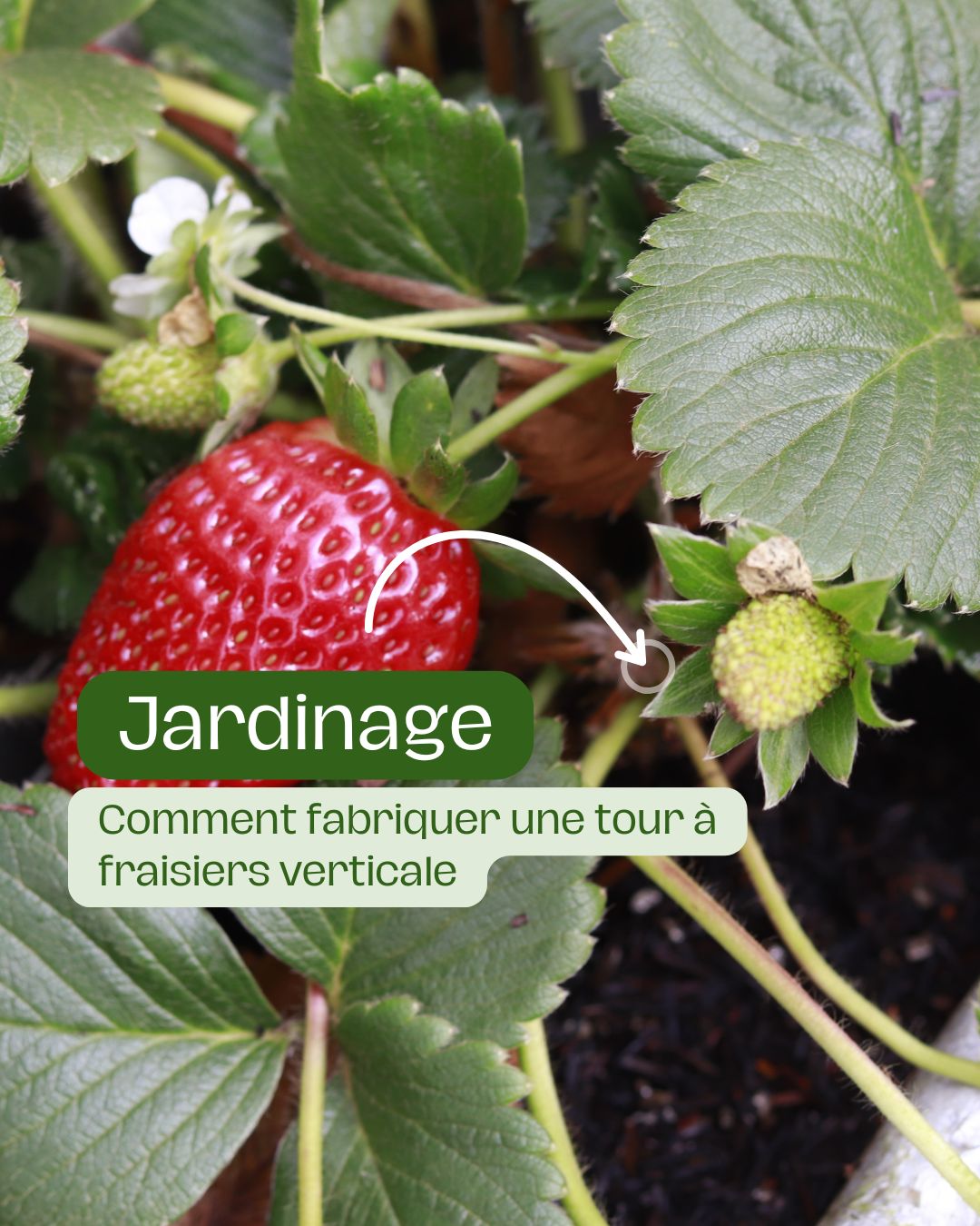 Comment planter les fraisiers et réussir l'installation de chaque fente