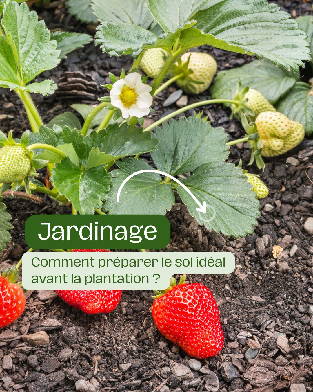 Comment préparer le sol idéal avant la plantation