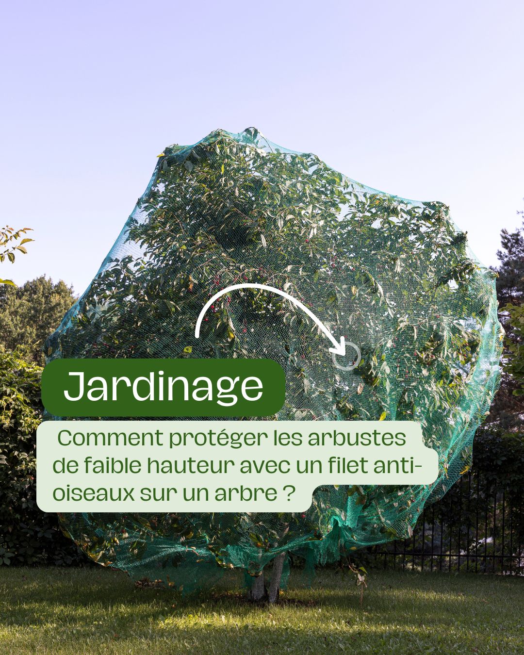 Comment protéger les arbustes de faible hauteur avec un filet anti-oiseaux sur un arbre 