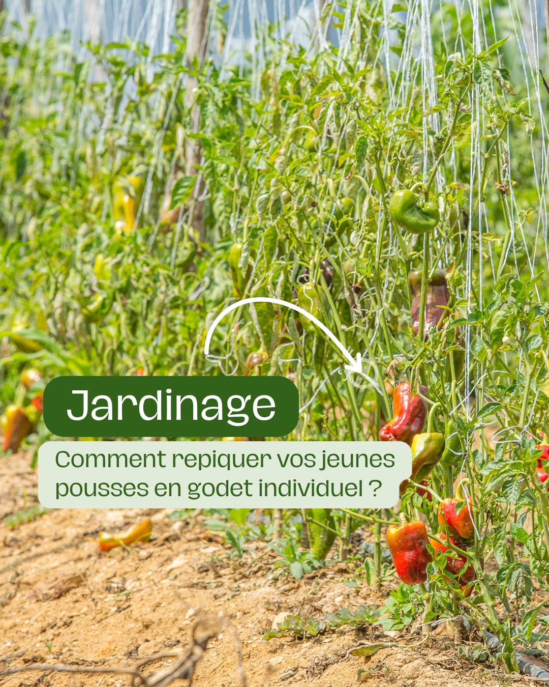 Comment repiquer vos jeunes pousses en godet individuel
