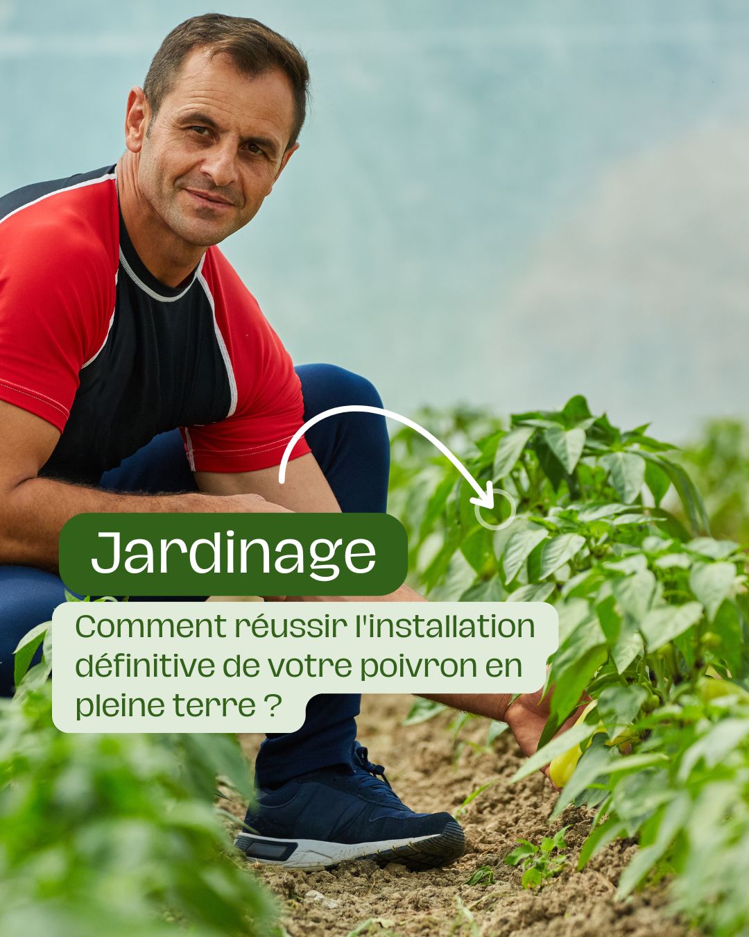 Comment réussir l'installation définitive de votre poivron en pleine terre