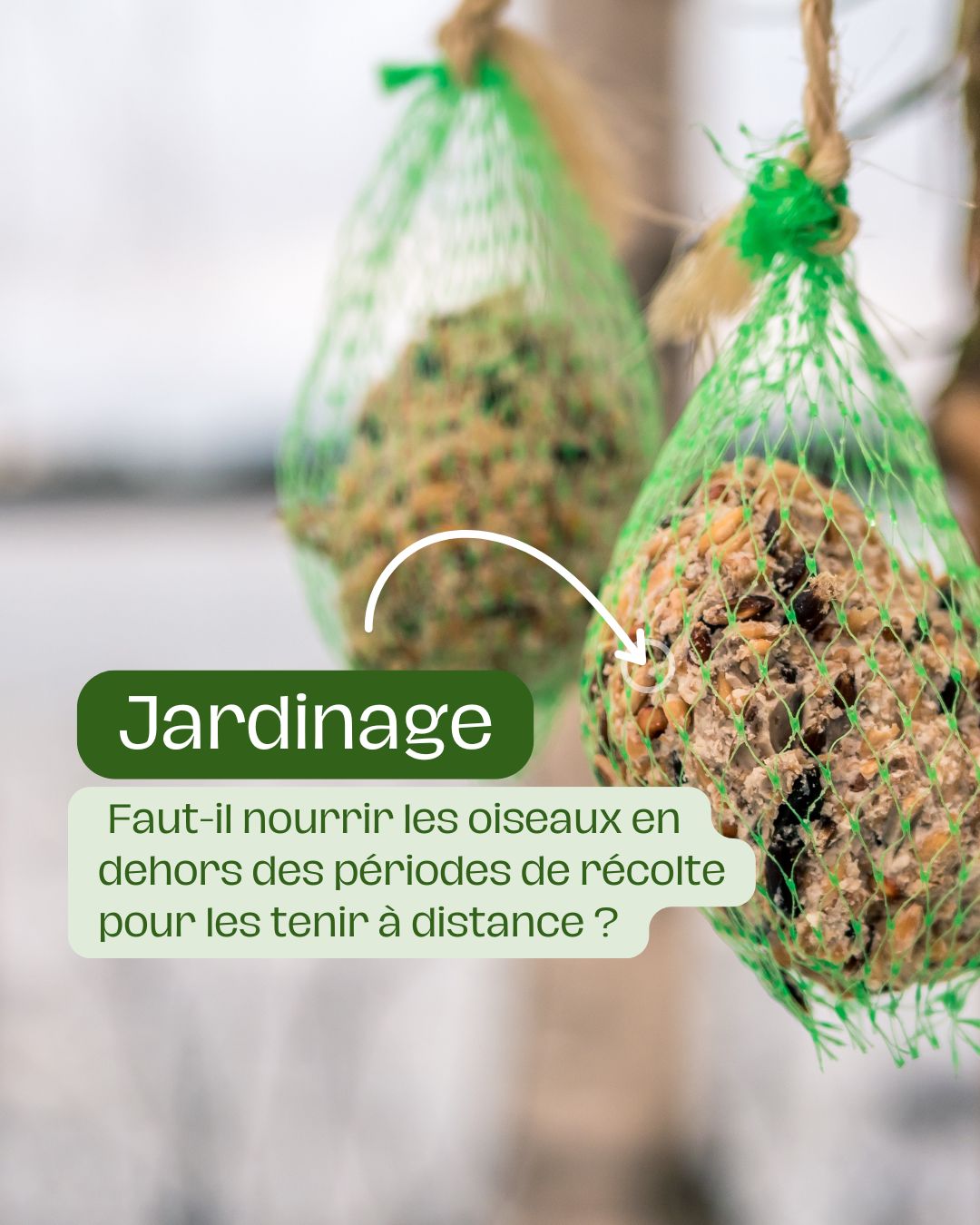 Faut-il nourrir les oiseaux en dehors des périodes de récolte pour les tenir à distance 