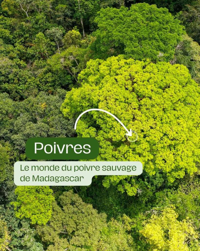 Poivre sauvage voatsiperifery de Madagascar