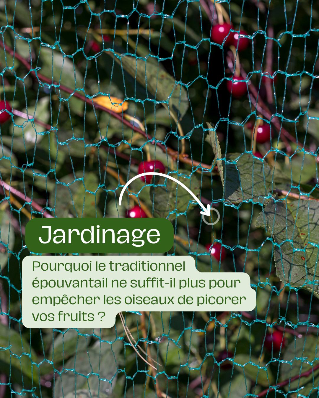 Pourquoi le traditionnel épouvantail ne suffit-il plus pour empêcher les oiseaux de picorer vos fruits 