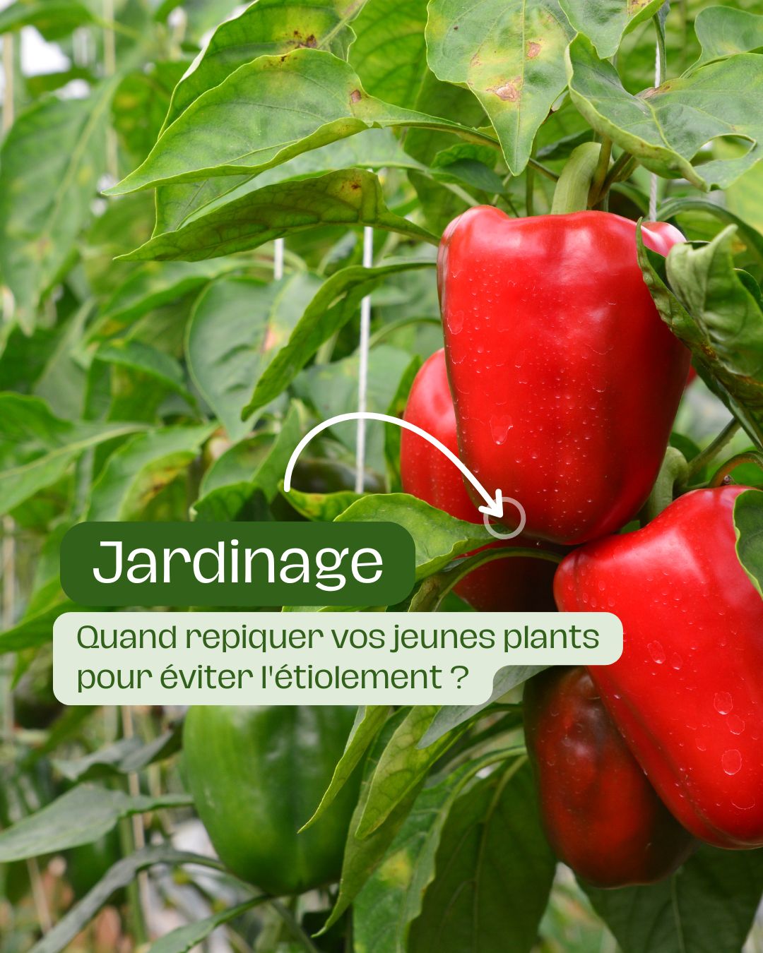 Quand repiquer vos jeunes plants pour éviter l'étiolement