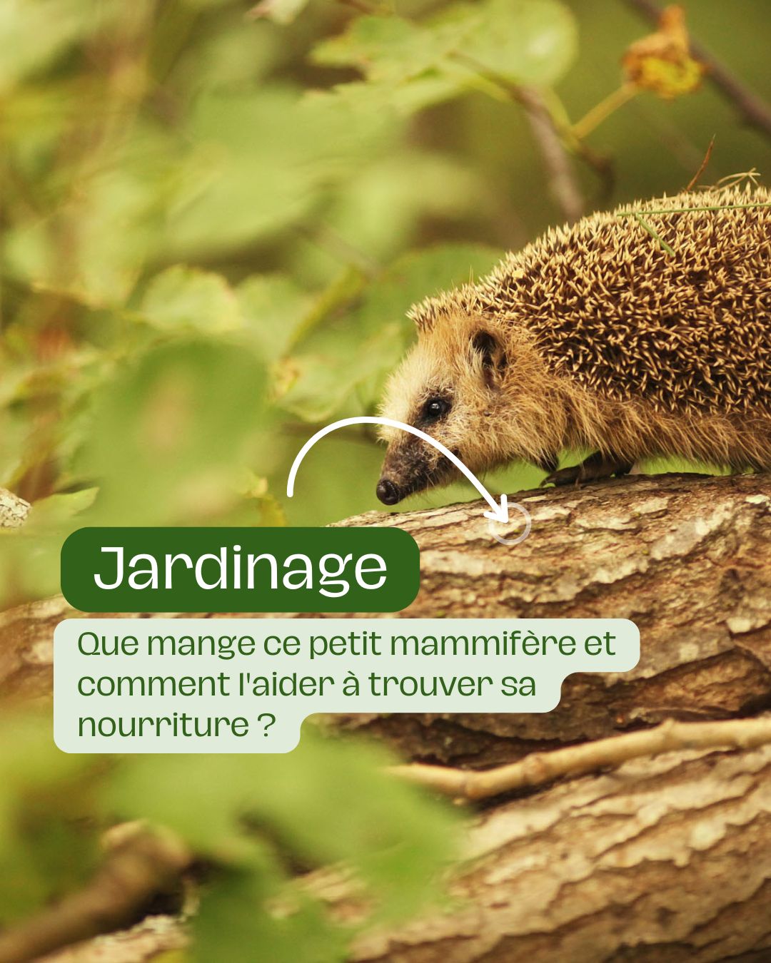 Que mange ce petit mammifère et comment l'aider à trouver sa nourriture 
