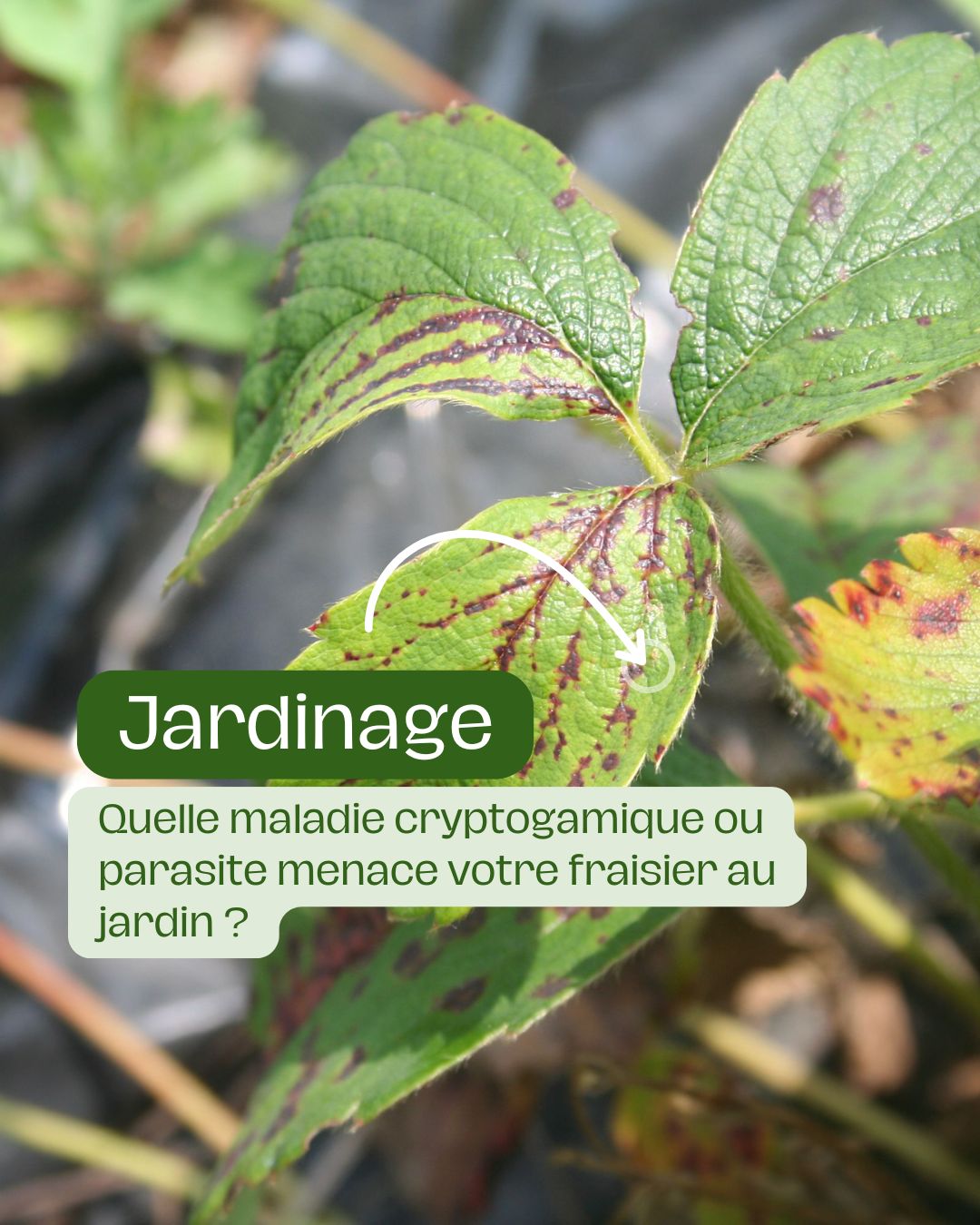 Quelle maladie cryptogamique ou parasite menace votre fraisier au jardin 
