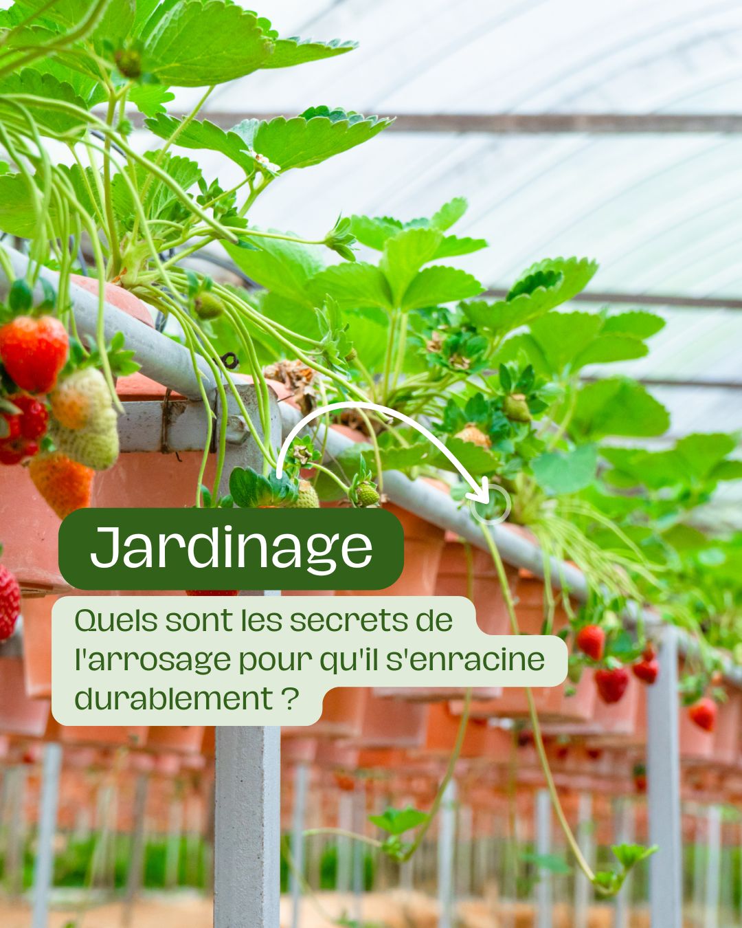 Quels sont les secrets de l'arrosage pour qu'il s'enracine durablement 