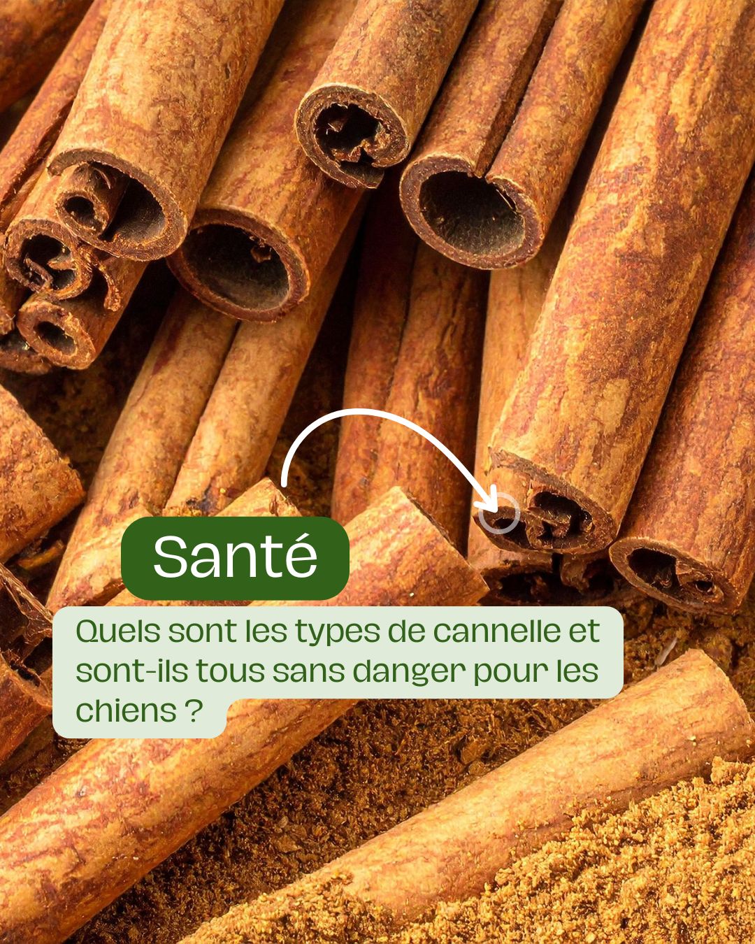 Quels sont les types de cannelle et sont-ils tous sans danger pour les chiens