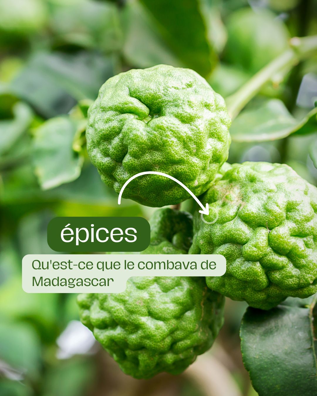 Qu'est-ce que le combava de Madagascar
