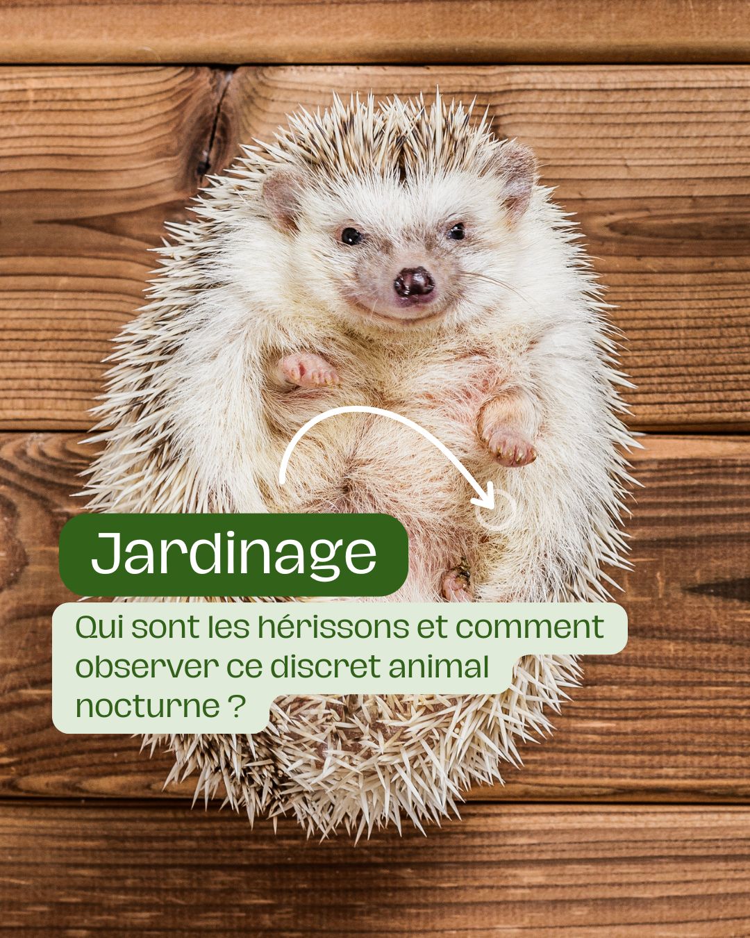 Qui sont les hérissons et comment observer ce discret animal nocturne