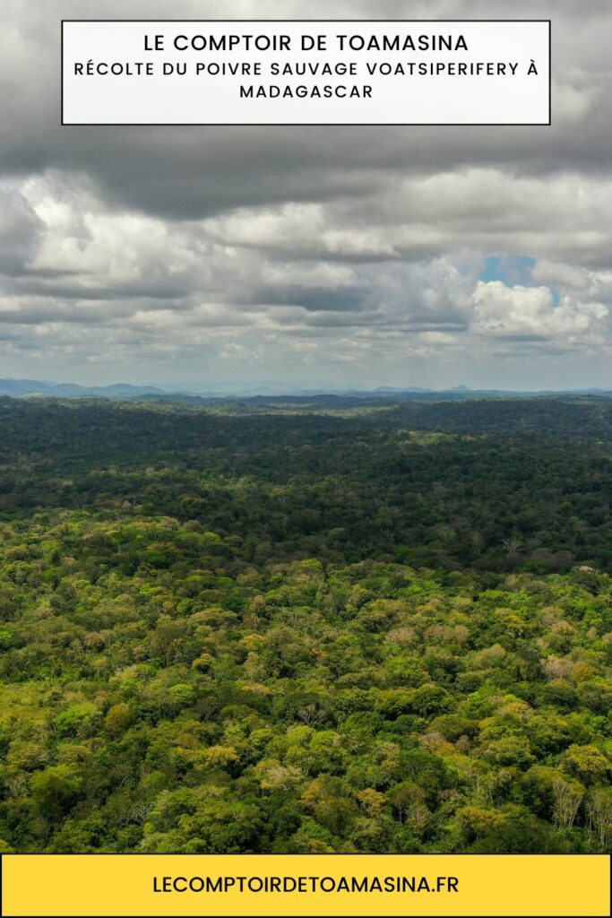 Poivre sauvage voatsiperifery de Madagascar