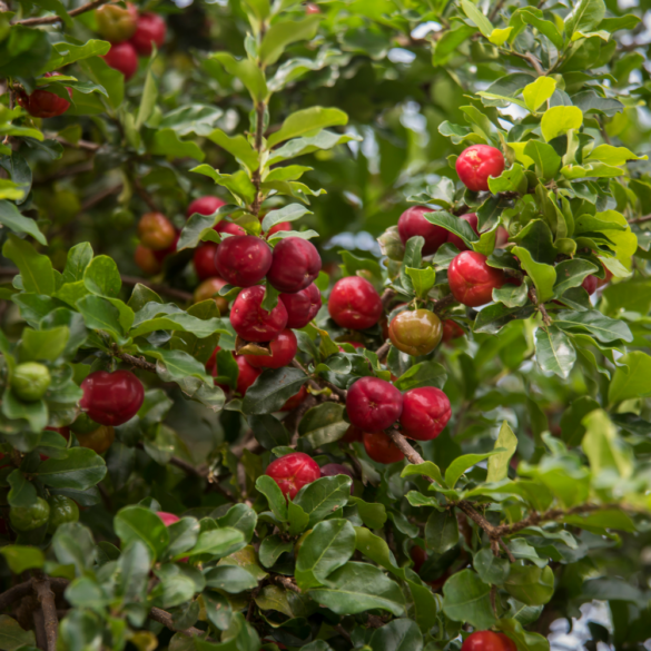 Acerola en été vitamine C naturelle contre la fatigue et les coups de soleil