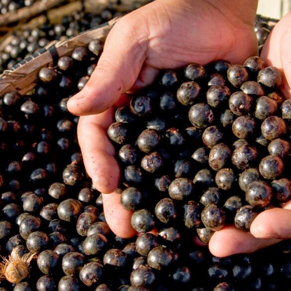Bienfaits de l'açaí en été énergie, antioxydants et récupération