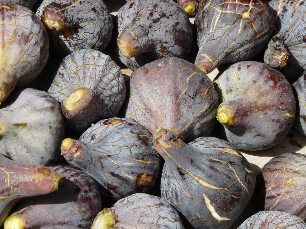 Figues fraîches de fin d’été : souples sous le doigt, la peau qui commence à se fendiller.