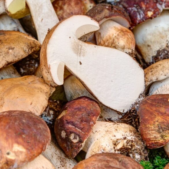 Comment cuisiner les cèpes : nettoyage, cuisson à la poêle et conservation