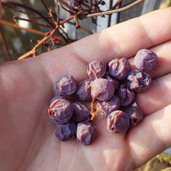 Comment sécher les raisins : faire ses raisins secs maison en 3 méthodes