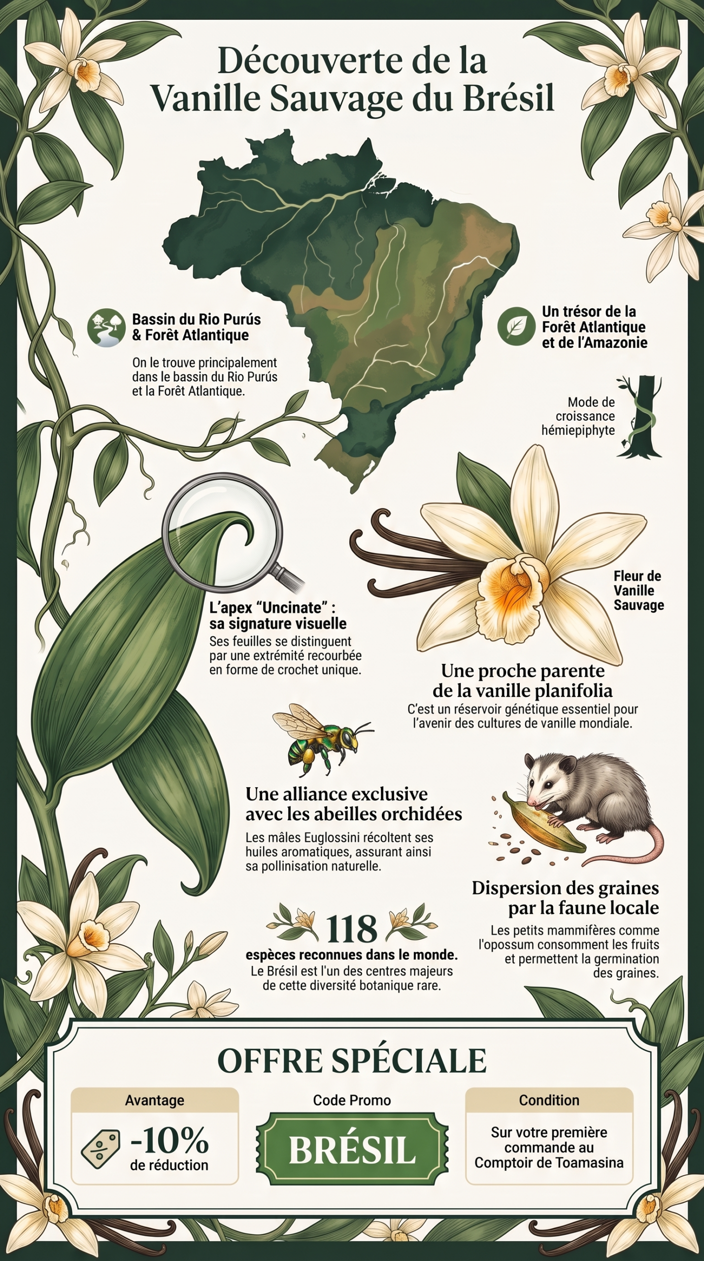 Découverte de vanille sauvage du Brésil