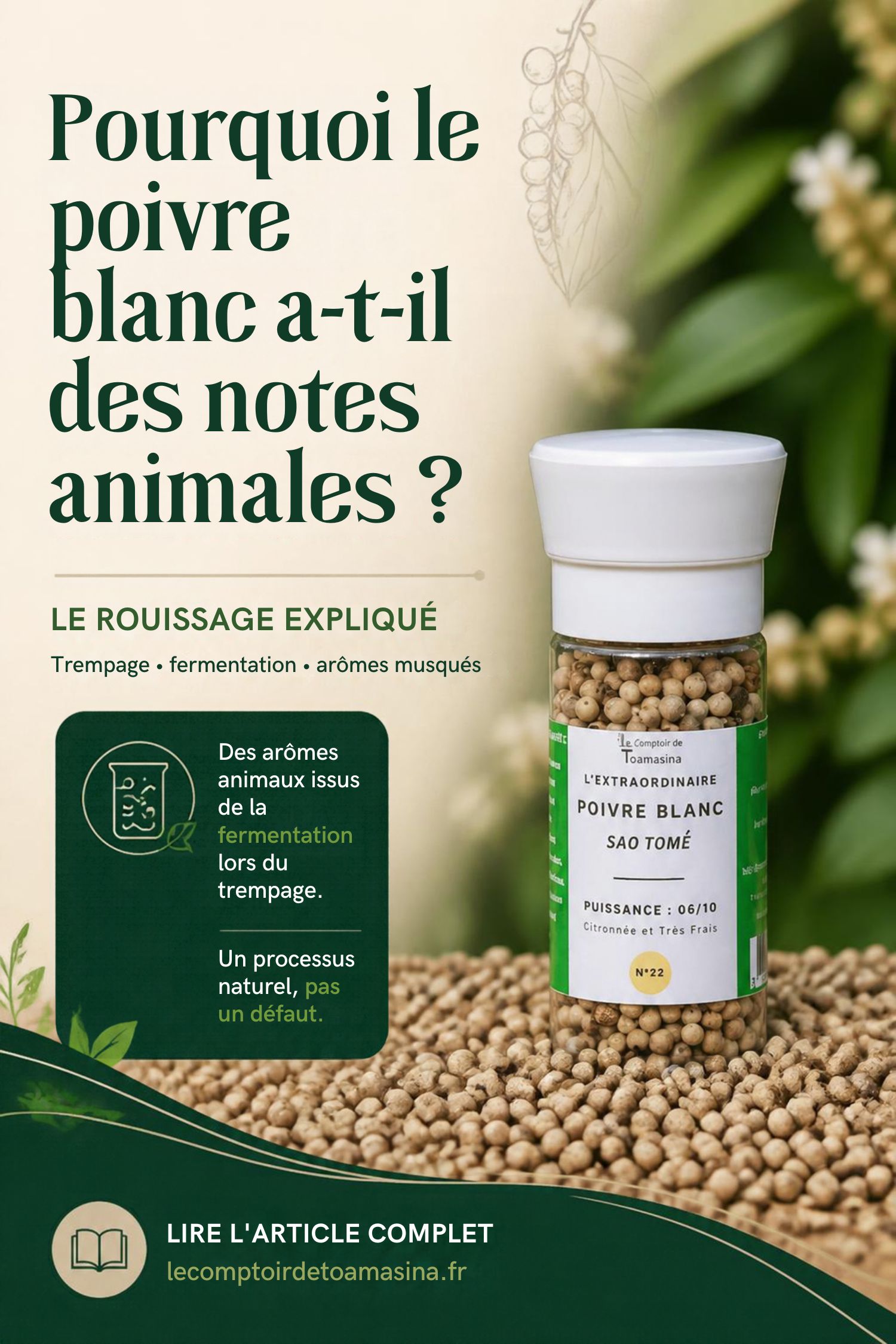 Infographie : la fabrication du poivre blanc et l'origine de ses notes animales